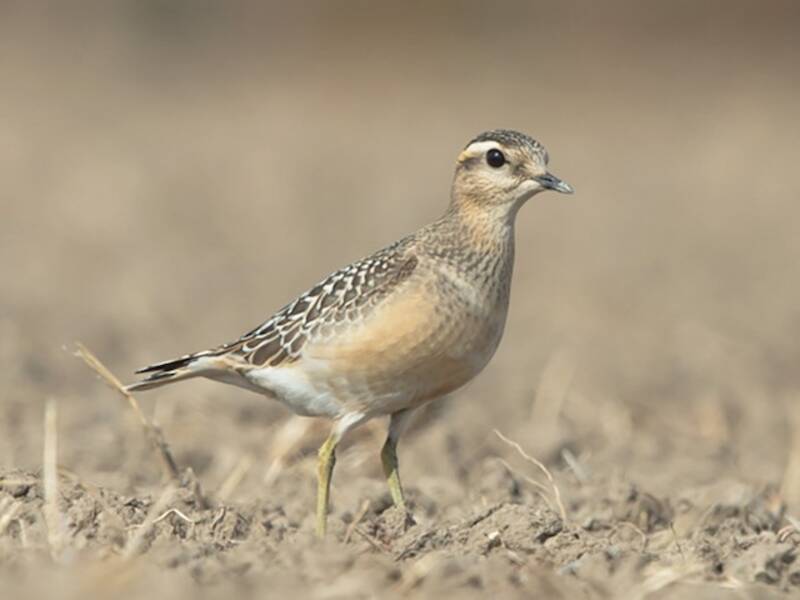 Eurasian Dotterel, Photos 2
