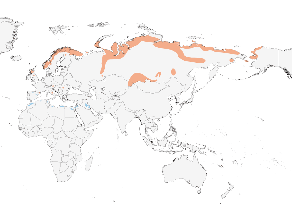 Eurasian Dotterel, Distribution 1