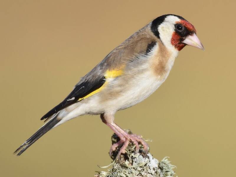 European Goldfinch (Carduelis carduelis)