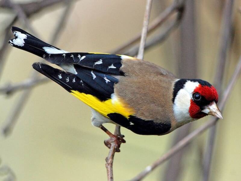 European Goldfinch, 照片 2