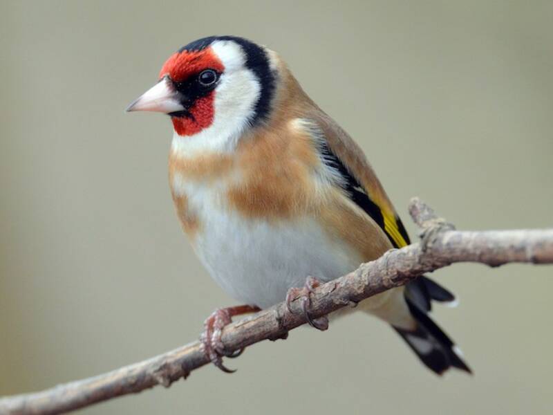 European Goldfinch, 照片 4