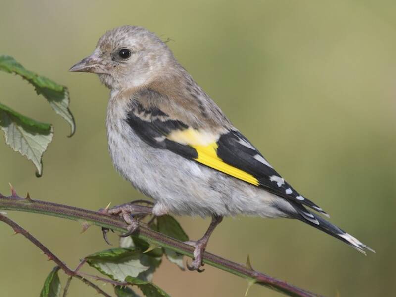 European Goldfinch, 照片 3