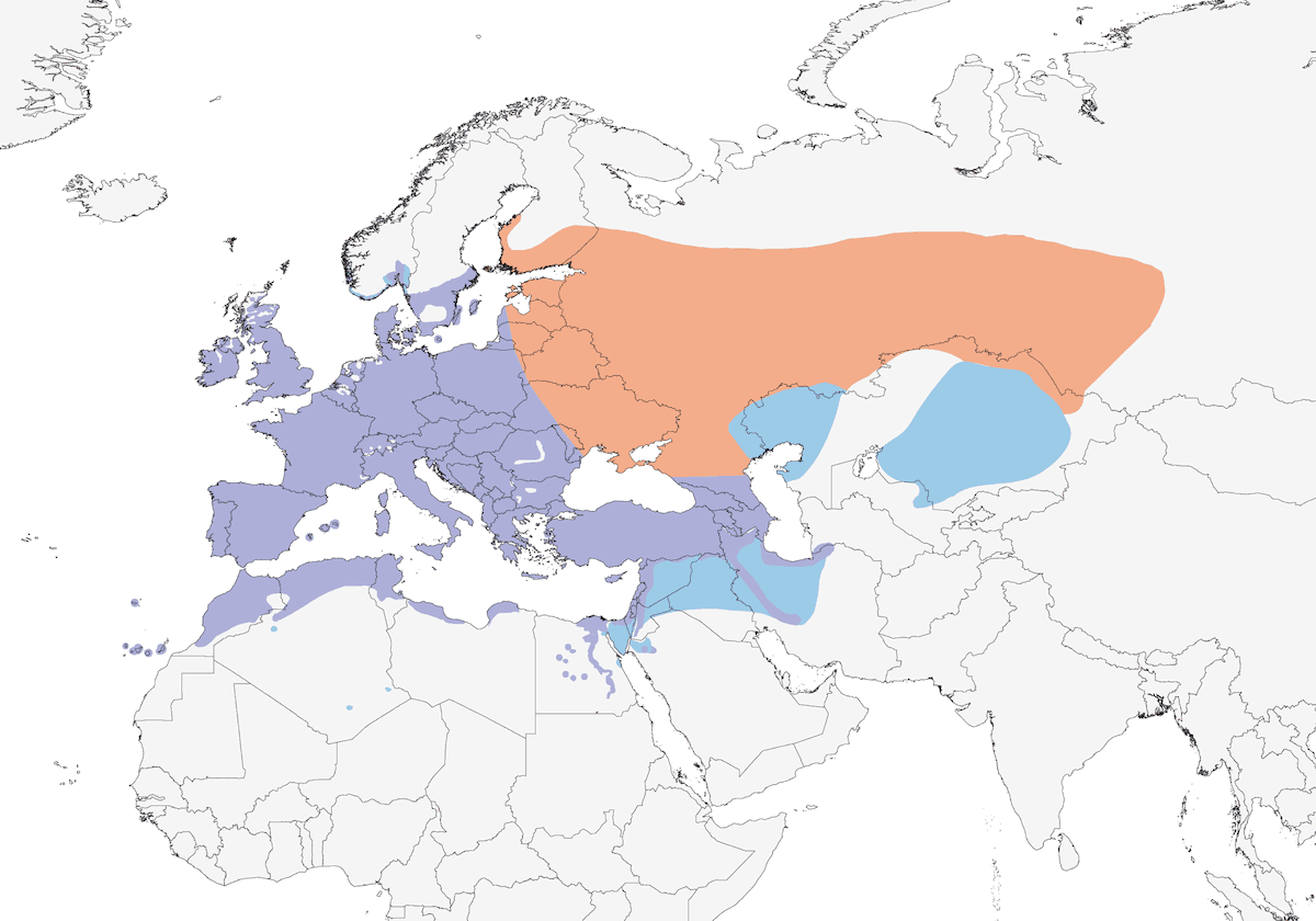 European Goldfinch, 分布 1