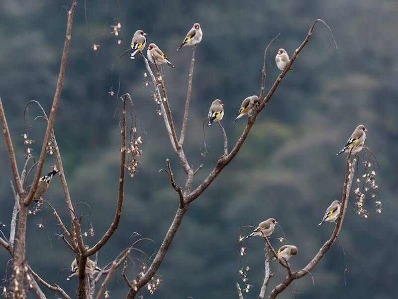 Gray-crowned Goldfinch