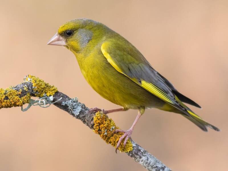 European Greenfinch, Photos 2