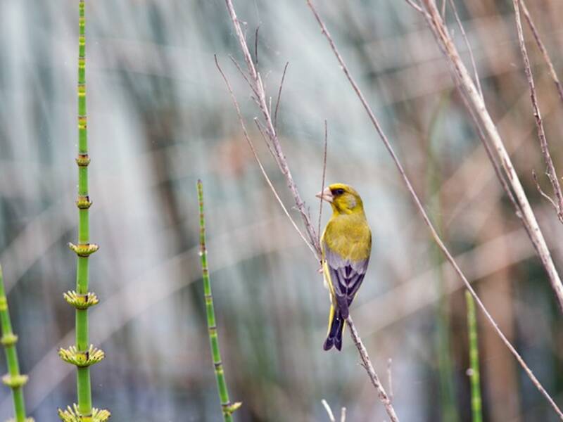 European Greenfinch, Photos 4