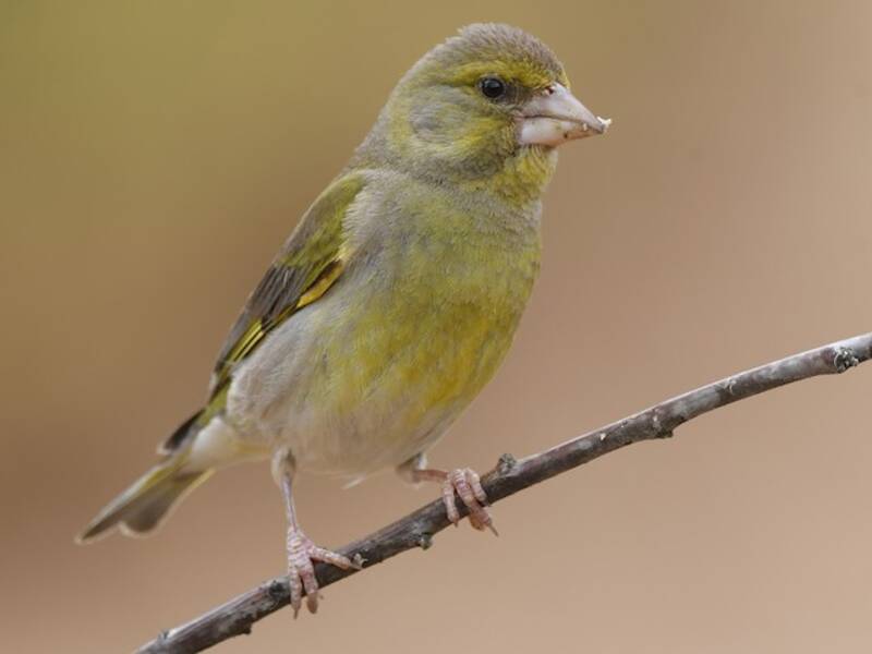 European Greenfinch, Photos 3
