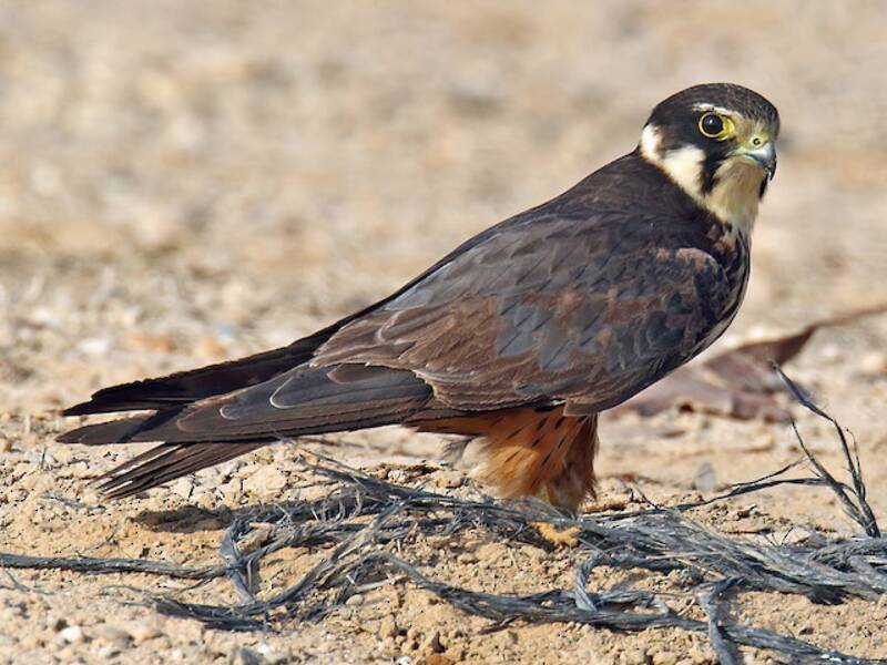 Alcotán eurasiático, Fotos 3