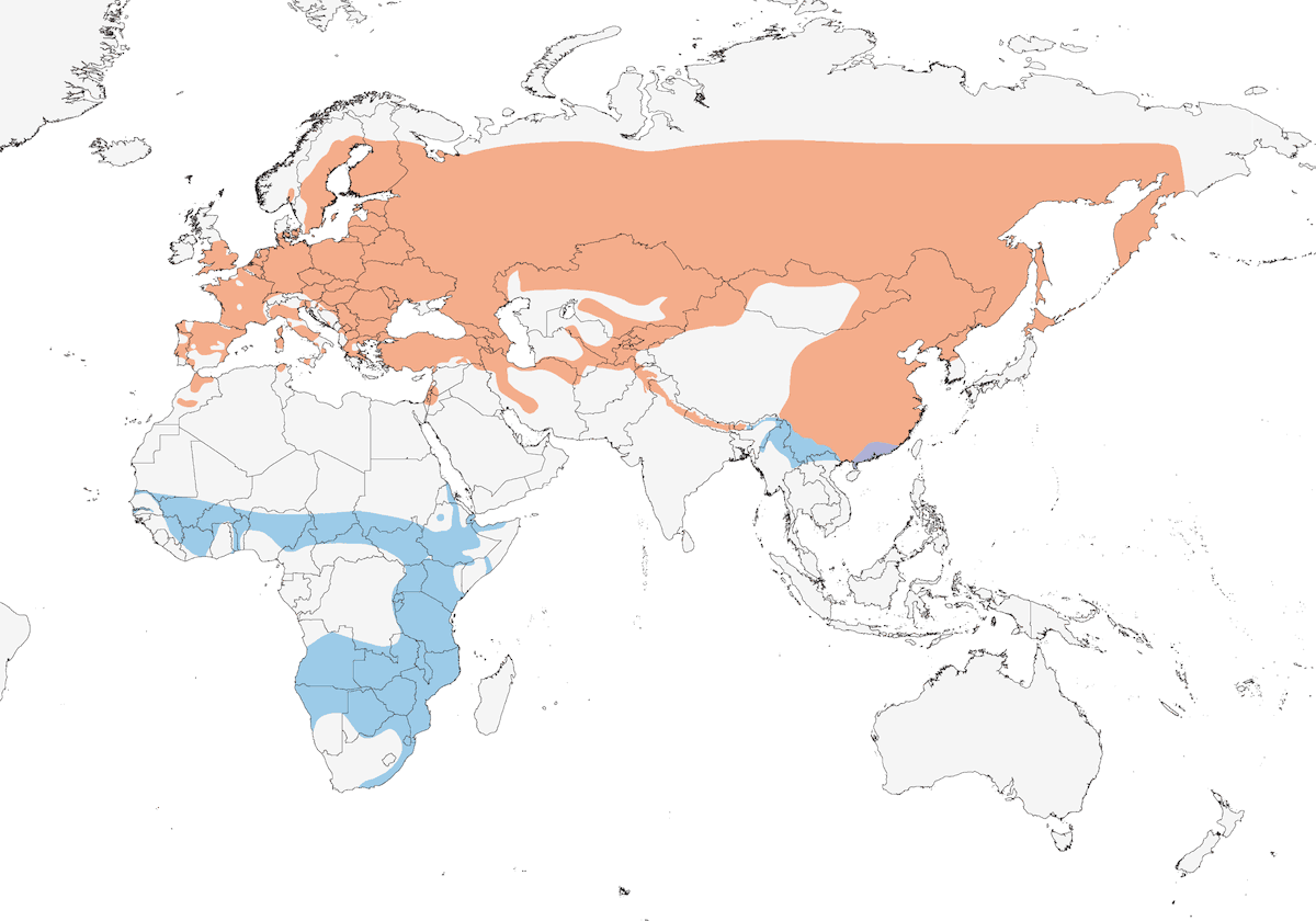 Alcotán eurasiático, Distribución 1