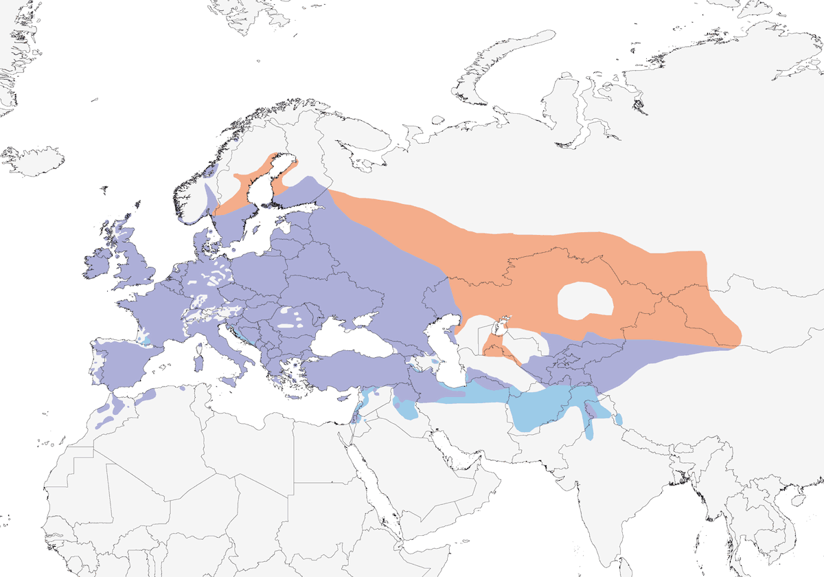 Graja eurasiática, Distribución 1