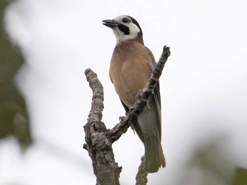 Eurasian Jay (Garrulus glandarius)