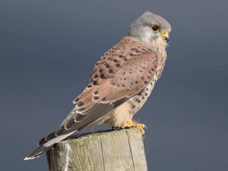 Eurasian Kestrel, Photos 4