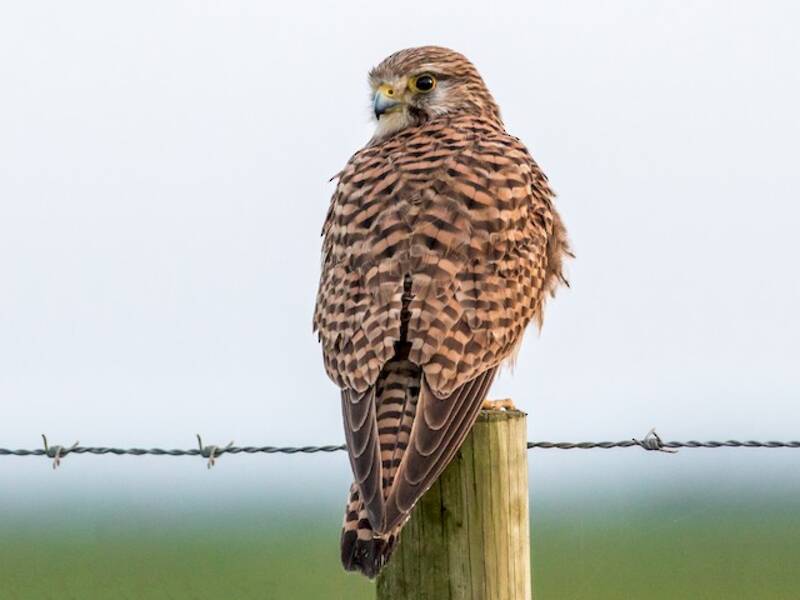 Eurasian Kestrel, Photos 3