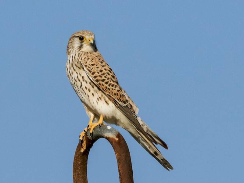 Eurasian Kestrel