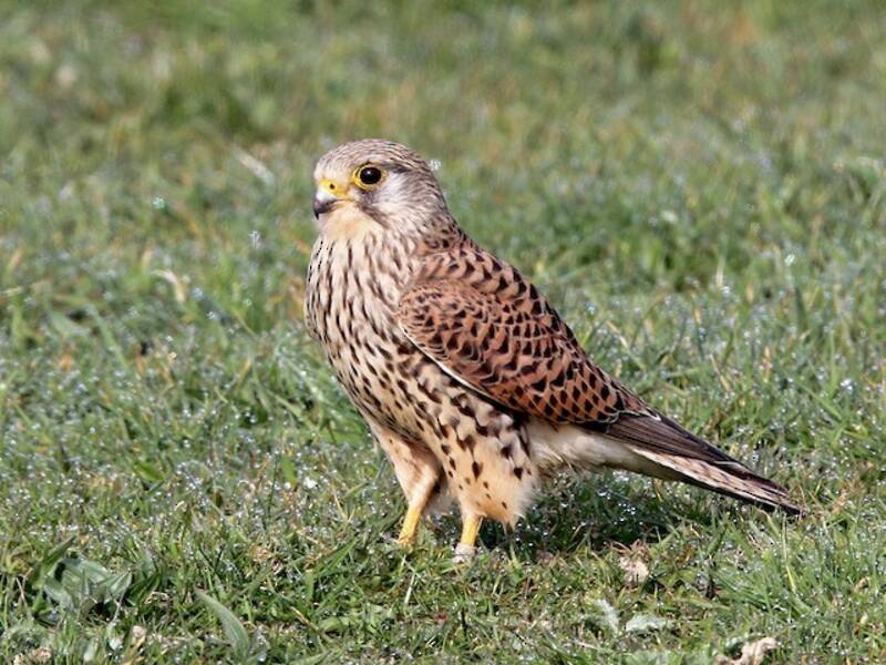 Eurasian Kestrel, Photos 2