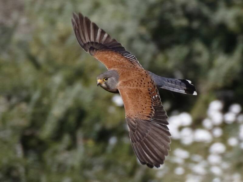 Rock Kestrel, Photos 3