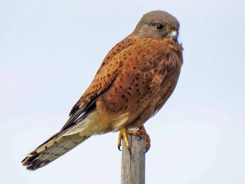 Rock Kestrel, Photos 4