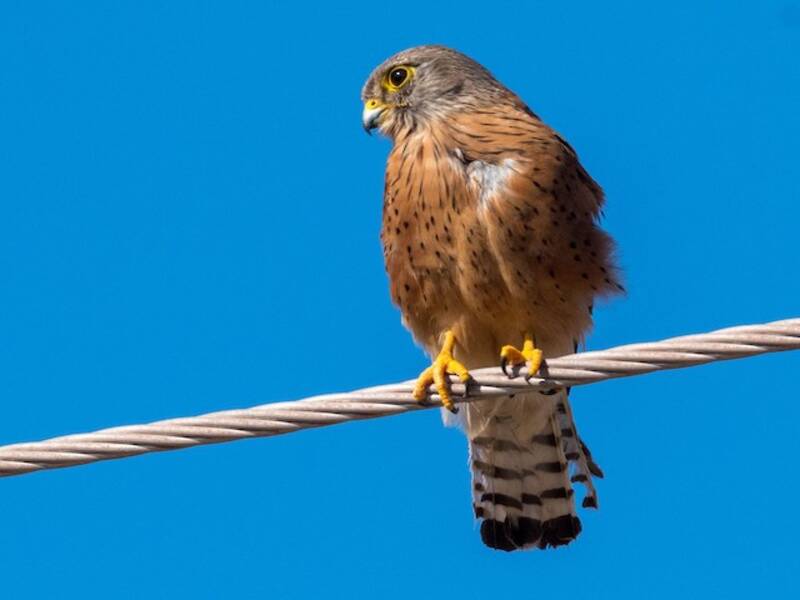 Rock Kestrel, Photos 2