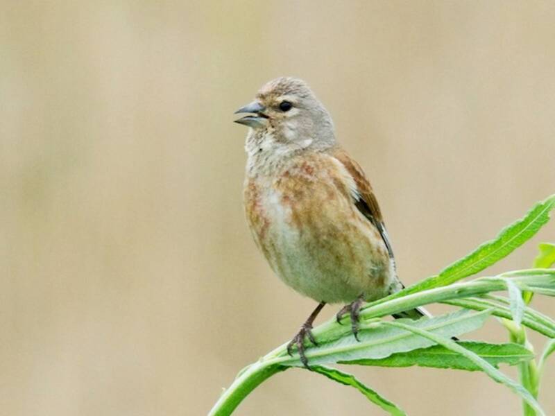 Eurasian Linnet