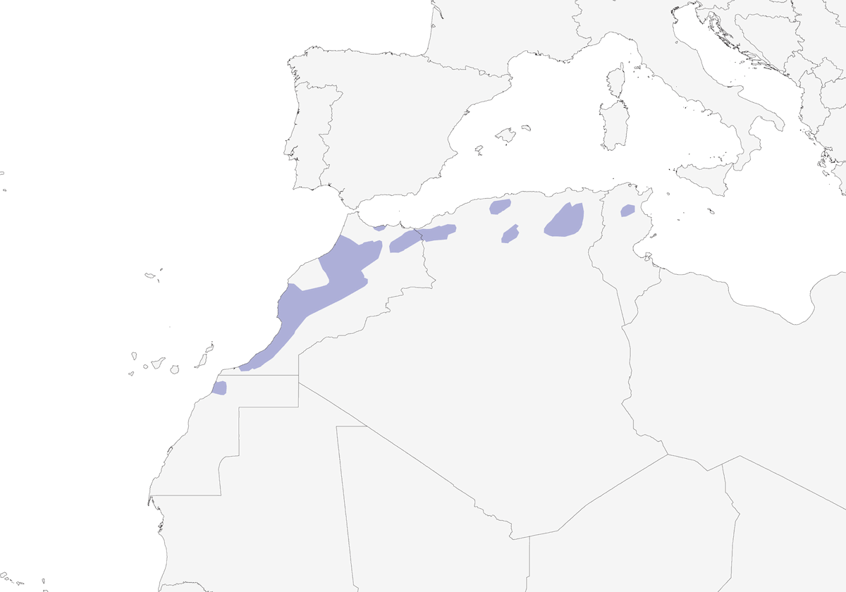 Urraca del Magreb, Distribución 1