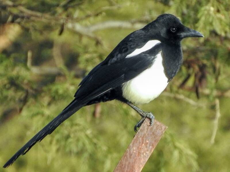 Urraca de Asir