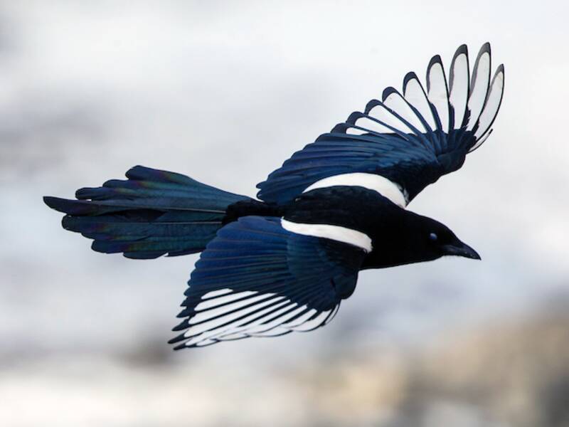 Black-rumped Magpie