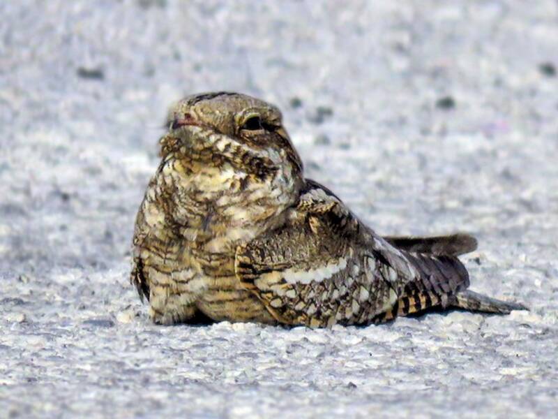 Eurasian Nightjar (Caprimulgus europaeus)