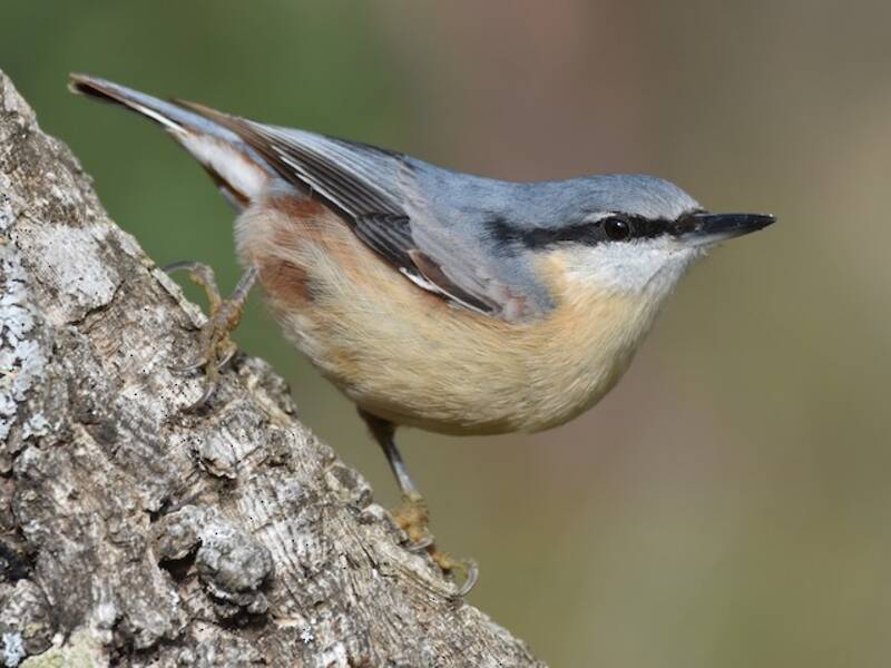 Eurasian Nuthatch, Photos 3