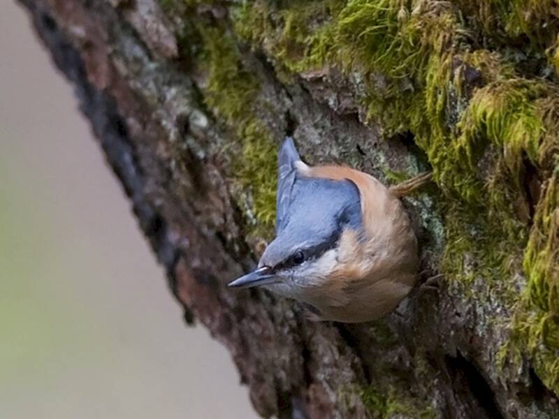 Eurasian Nuthatch (Sitta europaea)