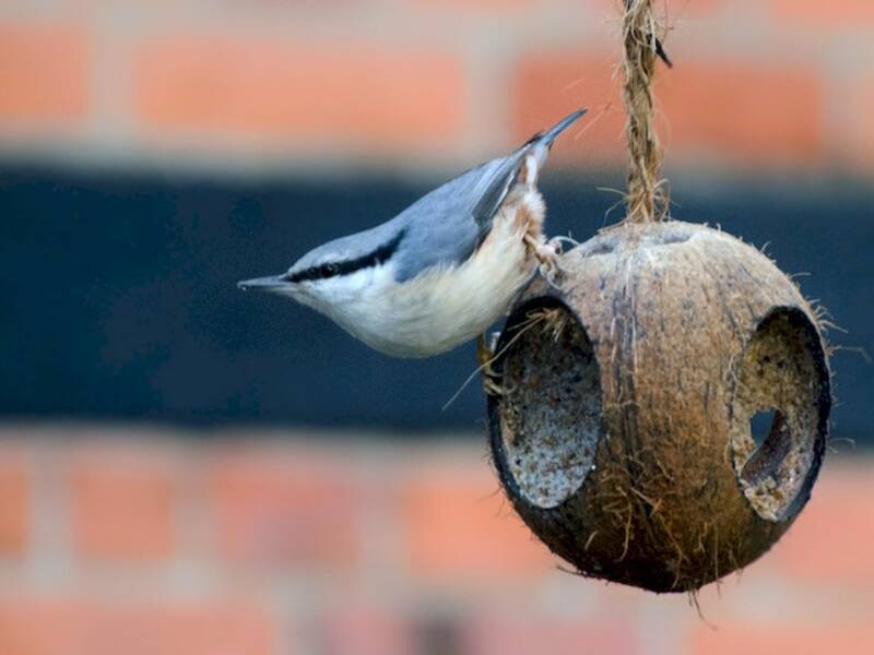 Eurasian Nuthatch, Photos 2