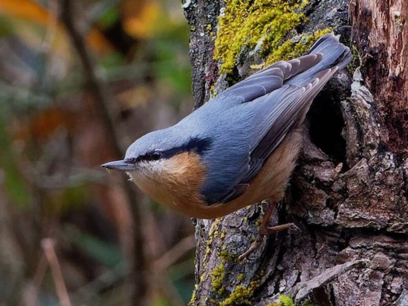 Eurasian Nuthatch, Photos 4