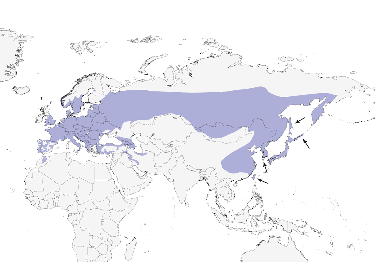 Eurasian Nuthatch, Distribution 1
