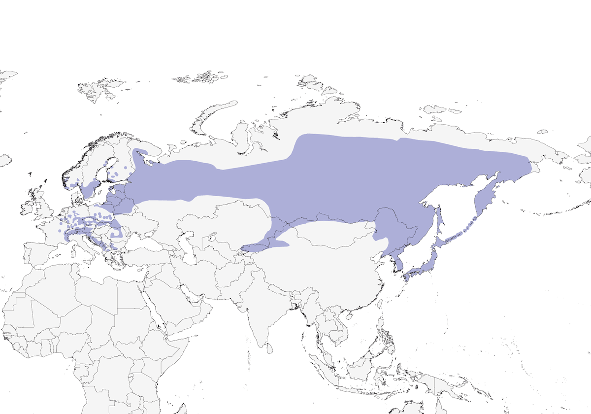 Tannenhäher, Verbreitung 1