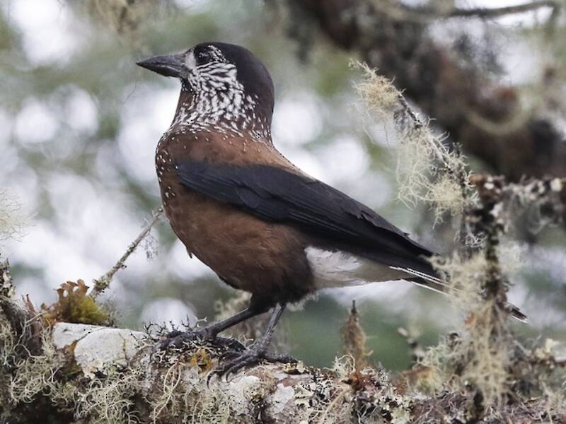 Southern Nutcracker