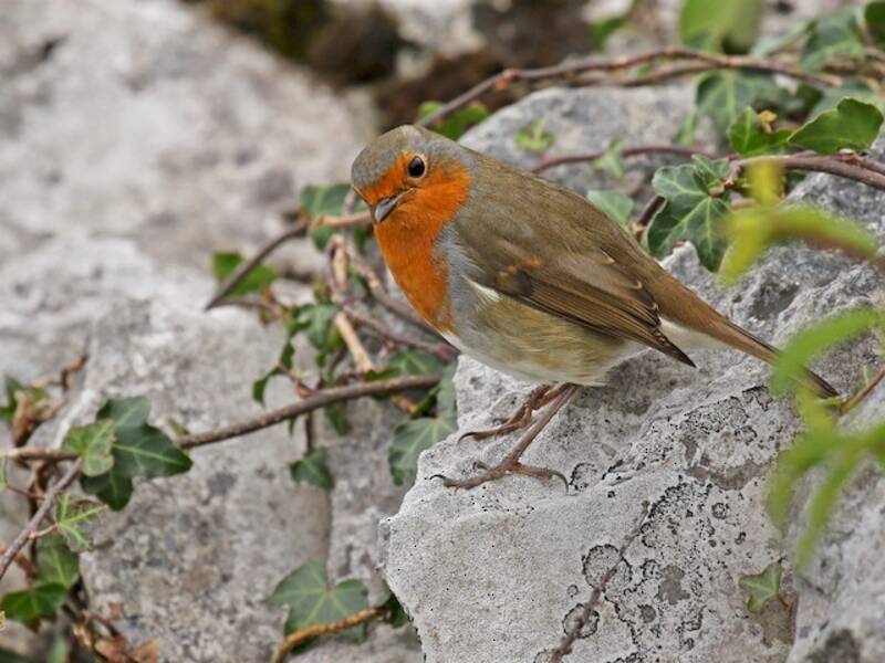 European Robin (Erithacus rubecula)