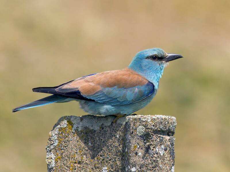 European Roller (Coracias garrulus)