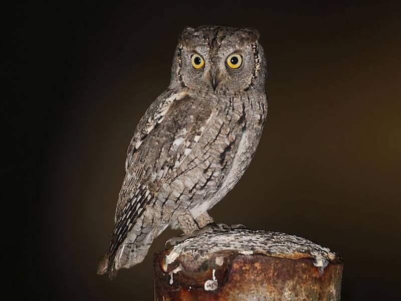 Eurasian Scops-Owl, Photos 3