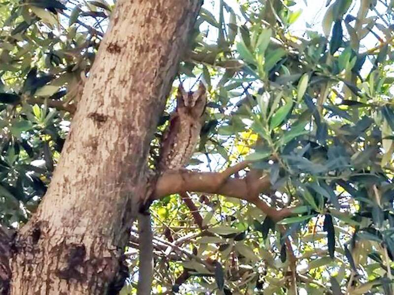 Eurasian Scops-Owl, Photos 2