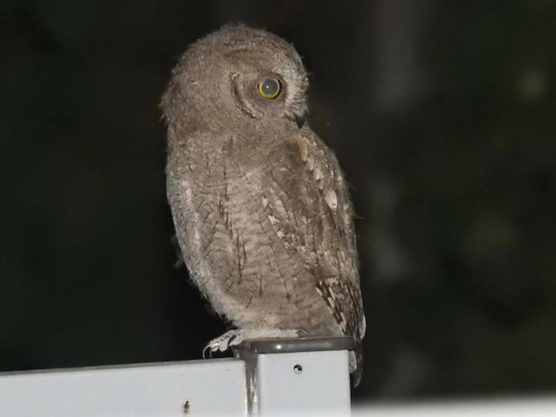 Eurasian Scops-Owl, Photos 4
