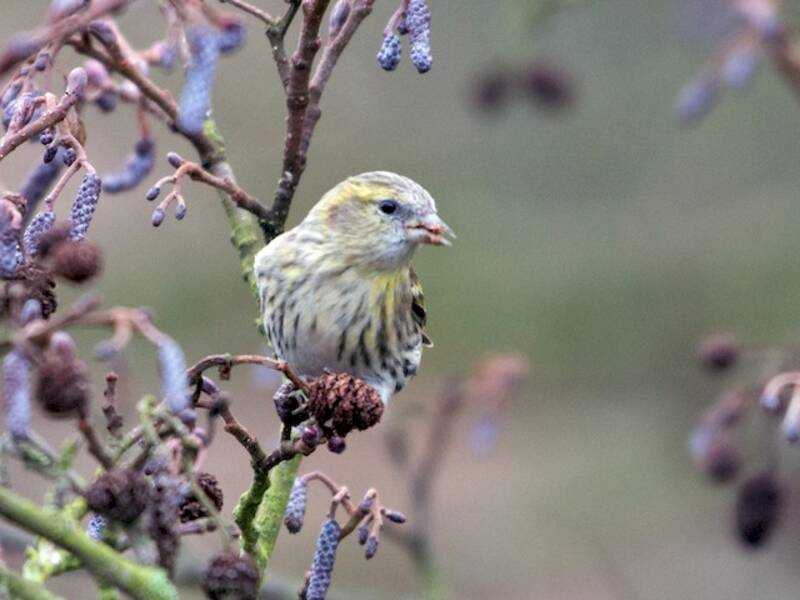 Eurasian Siskin (Spinus spinus)