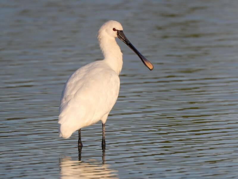 Eurasian Spoonbill (Platalea leucorodia)