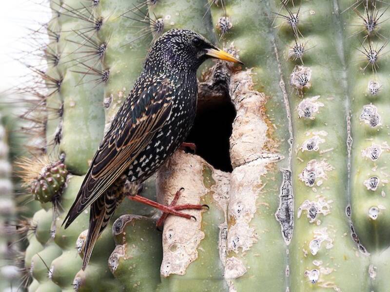 European Starling (Sturnus vulgaris)