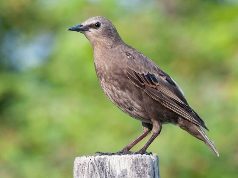 European Starling, Photos 4
