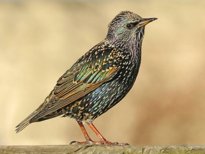European Starling, Photos 2