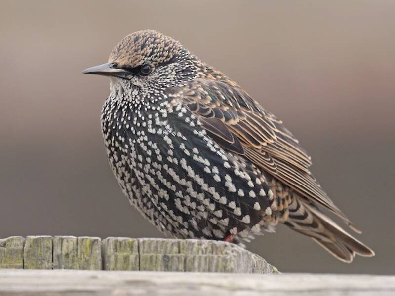 European Starling, Photos 3