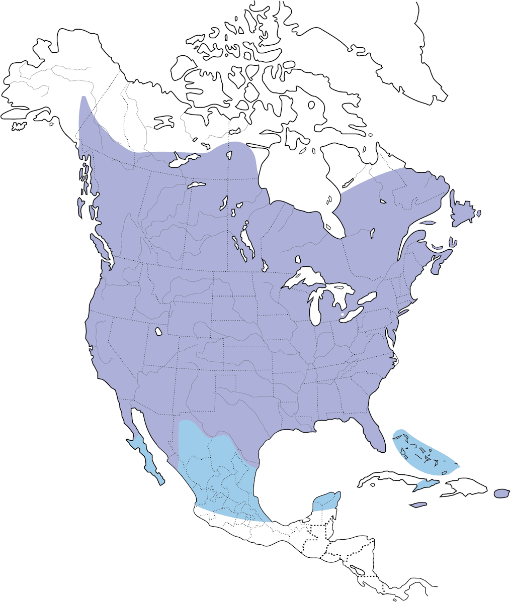 European Starling, Distribution 1