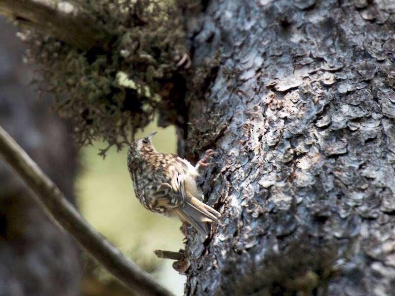 Eurasian Treecreeper (Certhia familiaris)