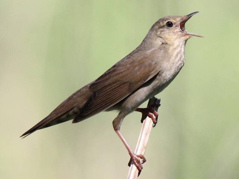 River Warbler, Photos 3