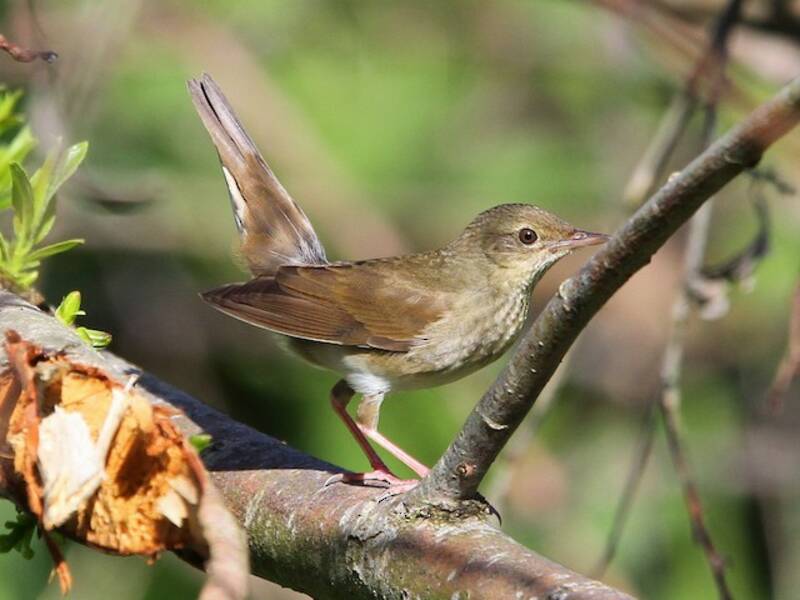 River Warbler