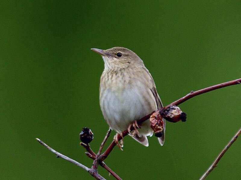 River Warbler, Photos 2
